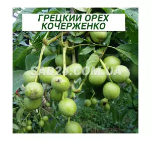 Саджанці грецького горіха Кочерженко однорічний