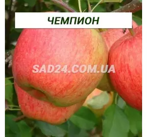 Саджанці яблуні Чемпіон (раннезимий сорт), підщепа М9