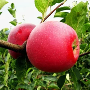 Саджанці яблуні