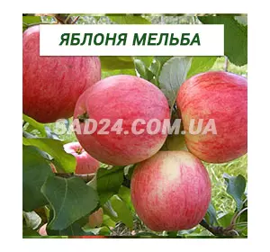 Саджанці яблуні Мельба
