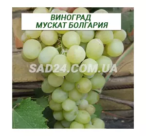 Саджанці винограду Мускат Болгарія