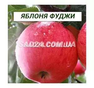 Саджанці яблуні Фуджі (середньорослі ММ 106)