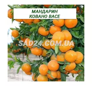 Саджанці мандарину Ковано Васе (100 – 120 см)
