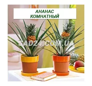 Саджанці ананаса кімнатного (20 – 30 см)