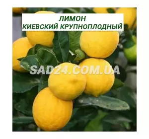 Саджанці лимона київський великоплідний (150 - 200 см)