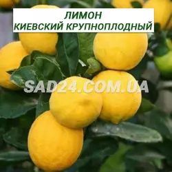 Саджанці лимона київський великоплідний (25 - 40 см)