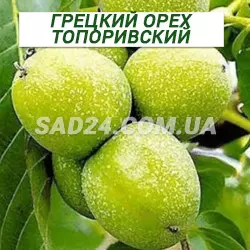 Саджанці грецького горіха Топорівський дворічний