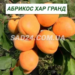 Саджанці абрикосу Хар Гранд