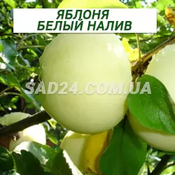 Саджанці яблуні Білий Налив