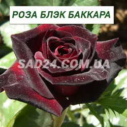Саджанці чайно-гібридної троянди Блек Баккара
