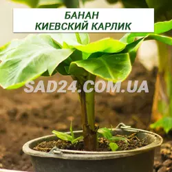 Саджанці банана Київський карлик (40 – 50 см)