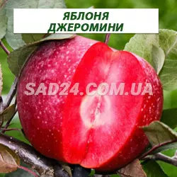 Саджанці яблуні Джероміні (осінній сорт), підщепа М9