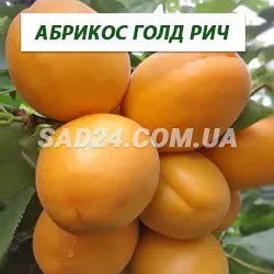 Саджанці абрикоса Голд Річ