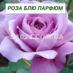 Саджанці чайно-гібридної троянди Блю Парфуми