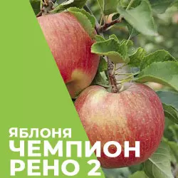 Саджанці яблуні Чемпіон Рено 2