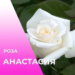 Роза Анастасія