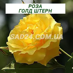 Саджанці плетистої троянди Голд Штерн