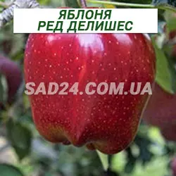 Саджанці яблуні Ред Делішес