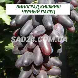 Саджанці винограду кишміш Чорний палець