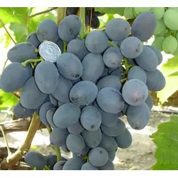 Саджанці винограду Гала