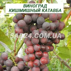 Саджанці винограду кишміш Катавба