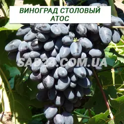 Саджанці винограду столового Атос
