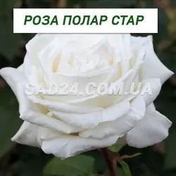 Саджанці чайно-гібридної троянди Полар Стар