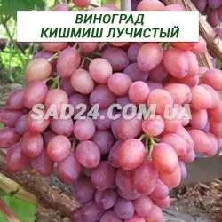 Саджанці винограду кишміш Променистий