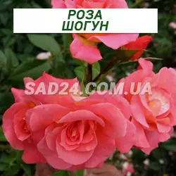 Саджанці плетистої троянди Шогун