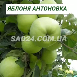 Саджанці яблуні Антонівка