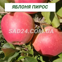 Саджанці яблуні Пірос