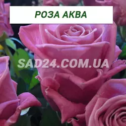 Саджанці чайно-гібридної троянди Аква