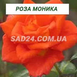 Саджанці чайно-гібридної троянди Моніка