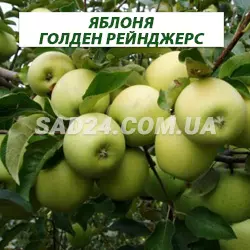 Саджанці яблуні Голден Рейнджерс (зимовий сорт), підщепа М9