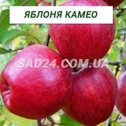 Саджанці яблуні Камео