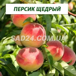 Саджанці персика Щедрий