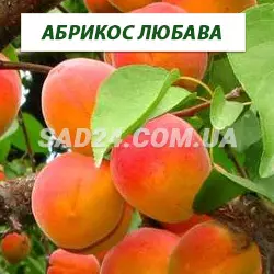 Саджанці абрикосу Любава