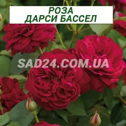 Саджанці англійської троянди Дарсі Бассел