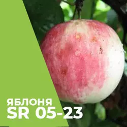 Саджанці яблуні SR 05-23