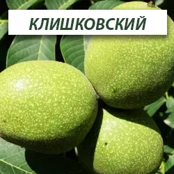 Саджанець грецького горіха Клішковський, дворічний