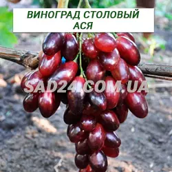 Саджанці винограду столового Ася