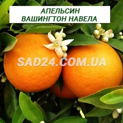 Саджанці апельсину Вашингтон Навела (50 - 70 см)