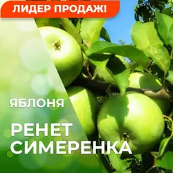 Саджанці яблуні Ренет Симеренка