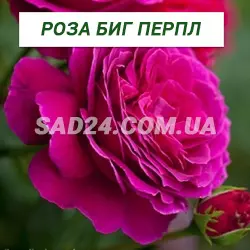 Саджанці чайно-гібридної троянди Біг Перпл