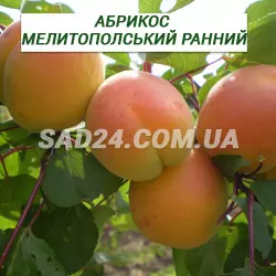 Саджанці абрикосу Мелітопольський Ранній