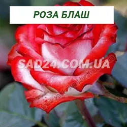 Саджанці чайно-гібридної троянди Блаш
