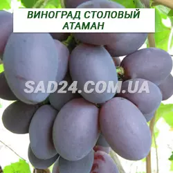 Саджанці винограду столового