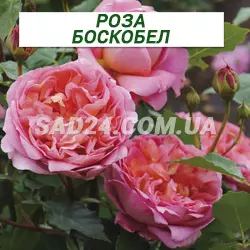Саджанці англійської троянди Боскобел