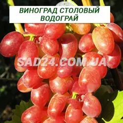 Саджанці винограду столового Водограй