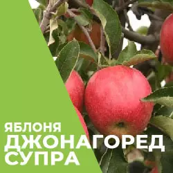 Саджанці яблуні Джонагоред Супра